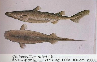 Centroscyllium ritteri